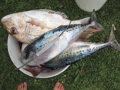 Mackerel And Snapper
